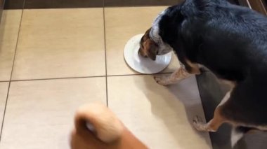 Döşeme üzerinde duran beyaz tabağı yalayan melez bir köpek. Tabak kayıyor ve üzerinde pençesi olan akıllı bir köpek.