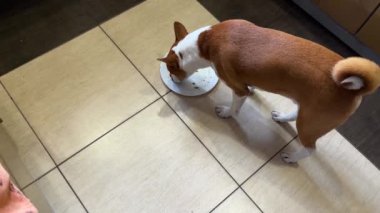 Zeminde duran beyaz tabağı yalayan Basenji köpeğinin üst görüntüsü
