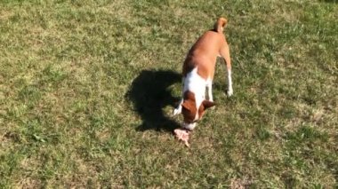 Basenji köpeği bir çimenlikte lezzetli tavuk eti buldu ve kimse bunu görmeden onu yedi.