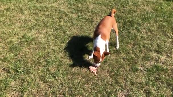 巴森吉狗在草坪上找到一块好吃的鸡肉 没人看到它就吃了 — 图库视频影像