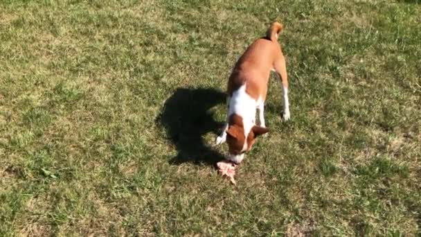 Basenji Chien Trouvé Morceau Viande Poulet Savoureux Sur Une Pelouse — Video