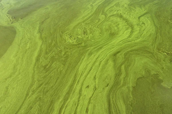 Fondo Abstracto Masas Verdosas Que Fluyen Cianobacterias Brote Del Río — Foto de Stock