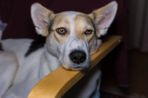 Nice Portrait Mixed Breed White Dog Lying Sad Human Chair — Stock Photo, Image