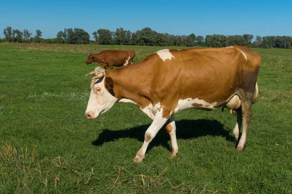 Vaches Marchant Sur Les Pâturages Dans Centre Ukraine — Photo