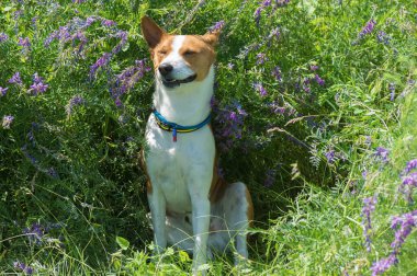 Vahşi çiçeklerin gölgesinde dinlenen olgun Basenji köpeğinin portresi.