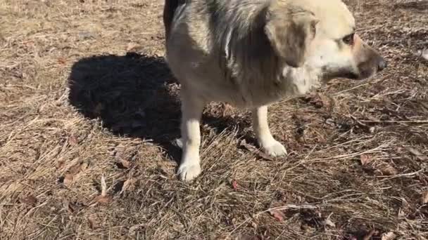 Zbłąkany Pies Rasy Mieszanej Jedzący Suche Psie Jedzenie Które Ludzie — Wideo stockowe