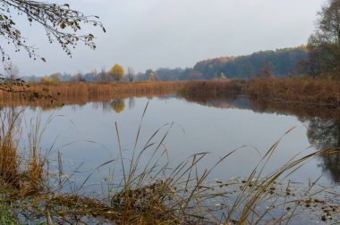 Sumskaya oblast, Ukrayna 'da sonbahar mevsiminde Vorskla nehri ile pastel gölgelerde güzel sonbahar manzarası