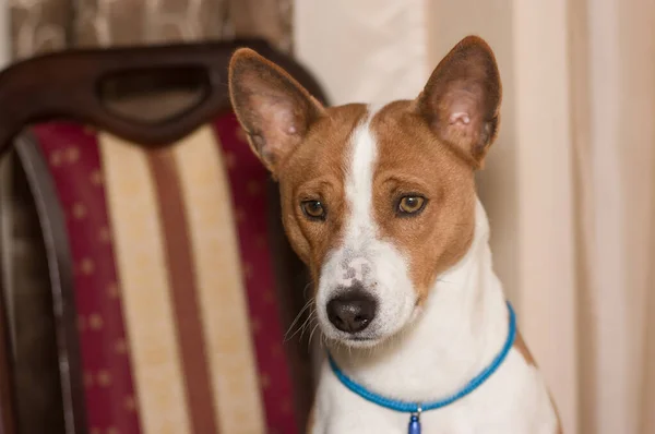 Retrato Interno Cão Basenji Triste Sentado Uma Cadeira Humana Pensamento — Fotografia de Stock