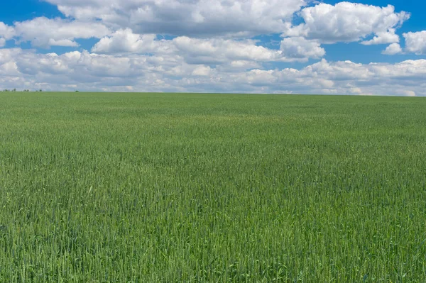 Juni Landschaft Mit Landwirtschaftlichem Unreifem Weizenfeld Der Nähe Der Stadt — Stockfoto