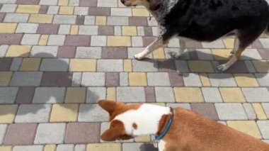 Usta dişi, Basenji köpeğine ve melez köpeğe şarküteri olarak tavuk bacağı verir.