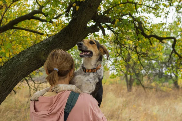 Portrait of mixed-breed female dog sitting on master hands near apricot tree branch and being happy