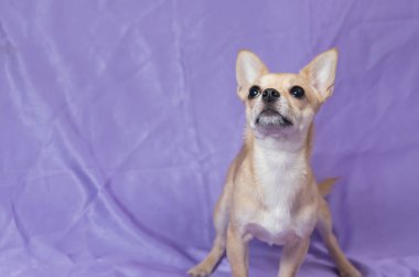 Mavi sırtüstü duran kaymak gibi meraklı Chihuahua köpeğinin güzel bir stüdyo portresi.