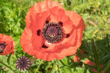 Kırmızı gelincik çiçeğini yakından izle. Yukarıdan ateş et.  