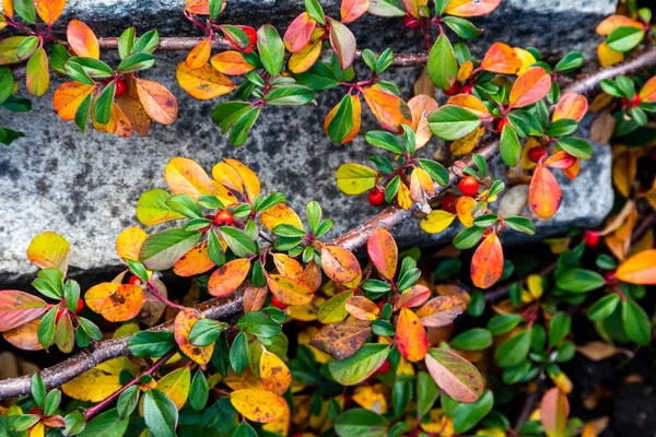 정원에 프레이 네스터 침엽수 — 스톡 사진