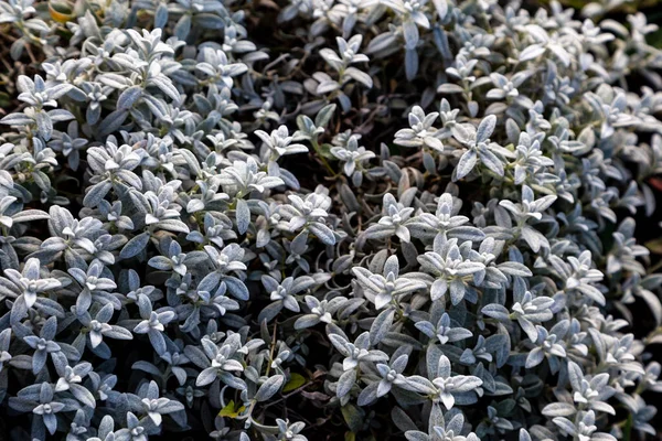 夏天的雪 Cerastium Tomentosum 花园里的叶子 — 图库照片