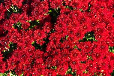 Bir bahçede Çin 'in paskalya çiçekleri (Callistephus chinensis)