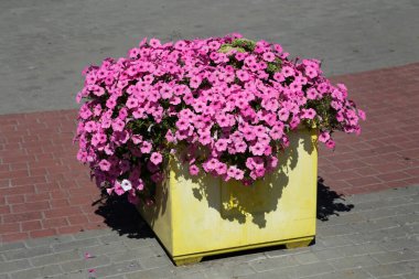 Mor ve morumsu petunya çiçekli sokak çiçeği saksısı.