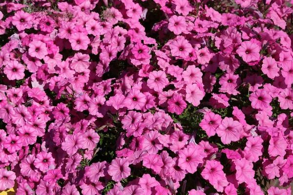 Уличный Цветочный Горшок Фиолетовыми Пурпурными Цветами Петунии — стоковое фото