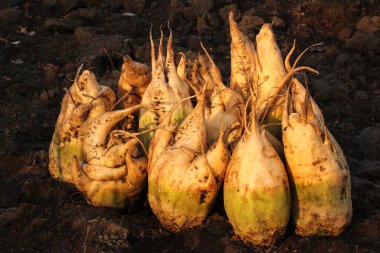 Mangelwurzels yığını, çiftlik hayvanlarını beslemek için yem olarak kullanılan ekilmiş bir sebze kökü.