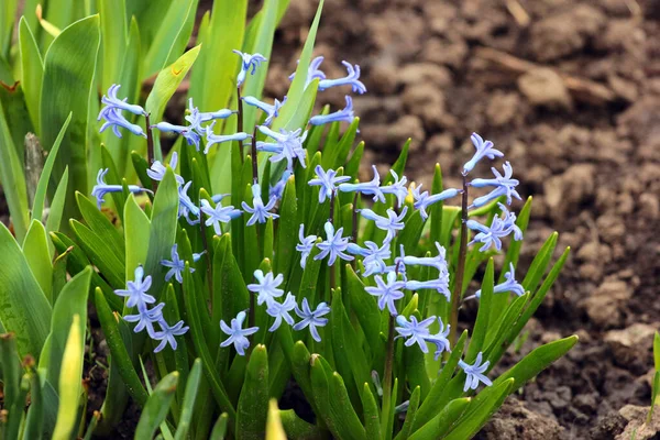 Bahçede Bir Demet Bluebell Çiçeği — Stok fotoğraf