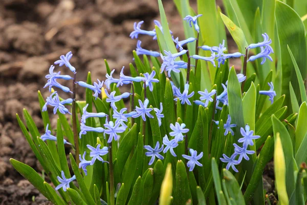Bahçede Bir Demet Bluebell Çiçeği — Stok fotoğraf