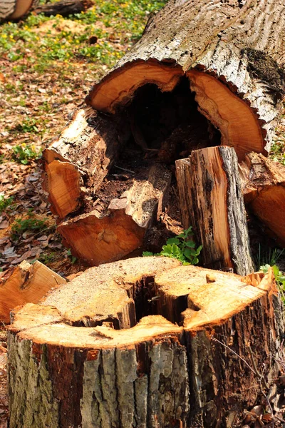 Tronco Árvore Cariada Cortar Touchwood Usado Para Madeira — Fotografia de Stock