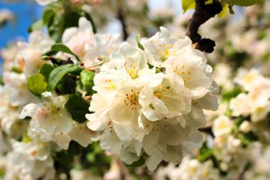 Baharda çiçek açan elma ağacı