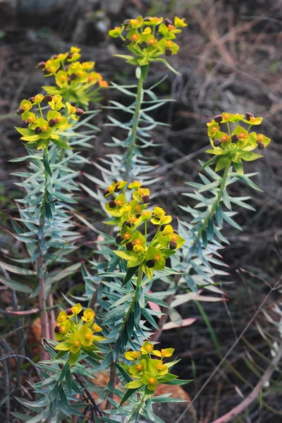 Кипарисы Трава Кладбище Euphorbia Cyparissias Цветы — стоковое фото