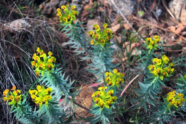 Кипарисы Трава Кладбище Euphorbia Cyparissias Цветы — стоковое фото