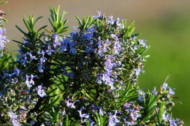Baharda bahçedeki biberiye çiçekleri