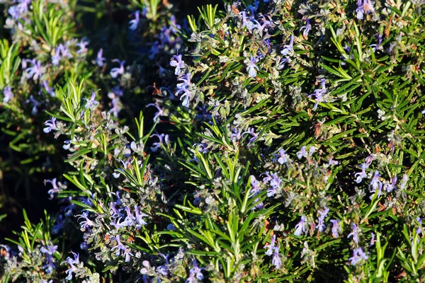 Fiori Rosmarino Giardino Primavera — Foto Stock