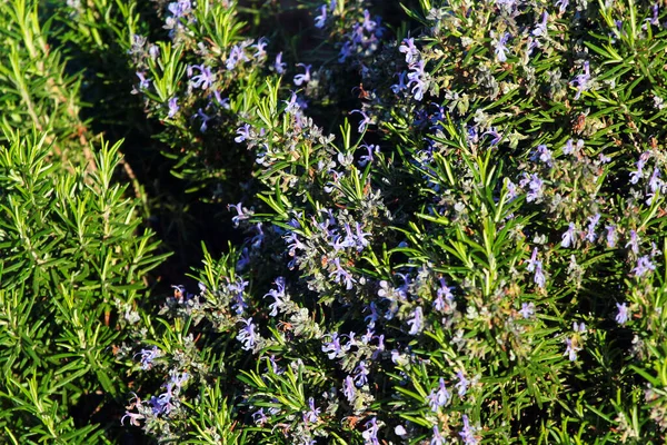 Fiori Rosmarino Giardino Primavera — Foto Stock