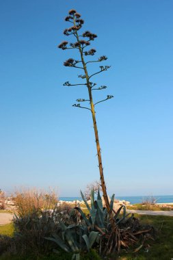 Güneşli bir günde Açan Agava