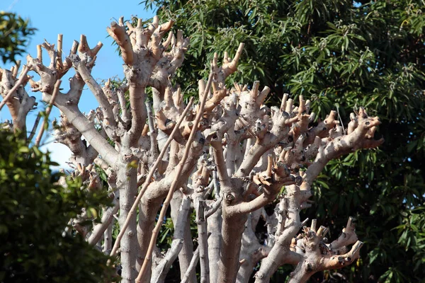 庭にあるビワの木の冠 — ストック写真