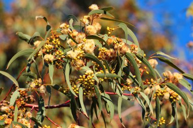Tomurcukları, çiçekleri ve yaprakları olan bir dal okaliptüs