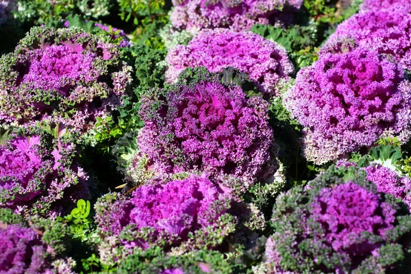 Brassica Oleracea Paarse Bladeren Een Tuin — Stockfoto