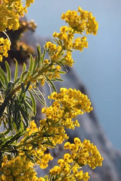 ヒノキの花 またはユーフォルビアCyparissas 人気の観賞用植物 — ストック写真