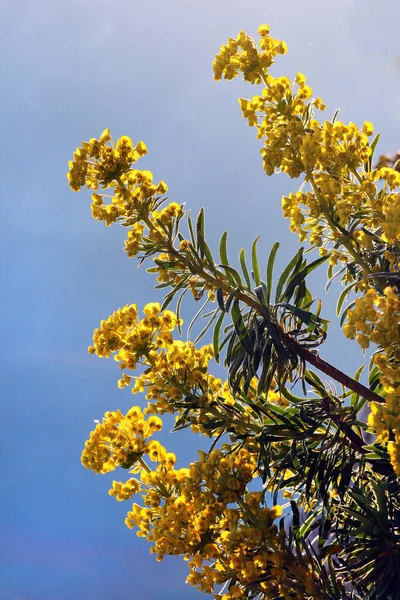 ヒノキの花 またはユーフォルビアCyparissas 人気の観賞用植物 — ストック写真