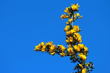 İskoç süpürgesi ya da ilkbaharda Cytisus Scoparius çiçekleri.