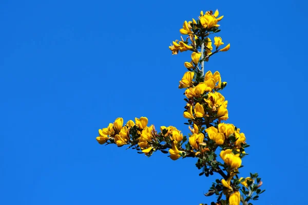 Scotch Σκούπα Cytisus Scoparius Λουλούδια Την Άνοιξη — Φωτογραφία Αρχείου