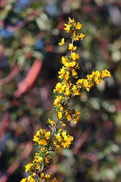 春にスコッチのほうき またはシトゥス スコパリウスの花 — ストック写真