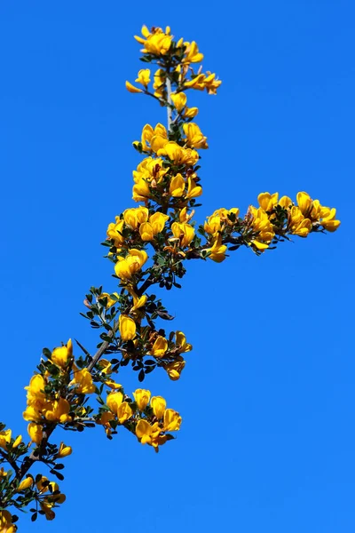 Scotch Broom Cytisus Scoparius — 스톡 사진