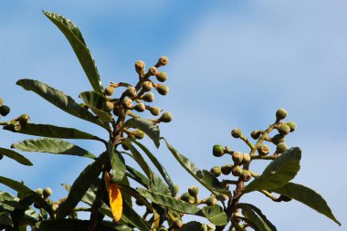 Japon Loquat 'ı Eriobotrya japonica' nın olgunlaşmamış meyveleri.
