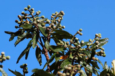 Japon Loquat 'ı Eriobotrya japonica' nın olgunlaşmamış meyveleri.