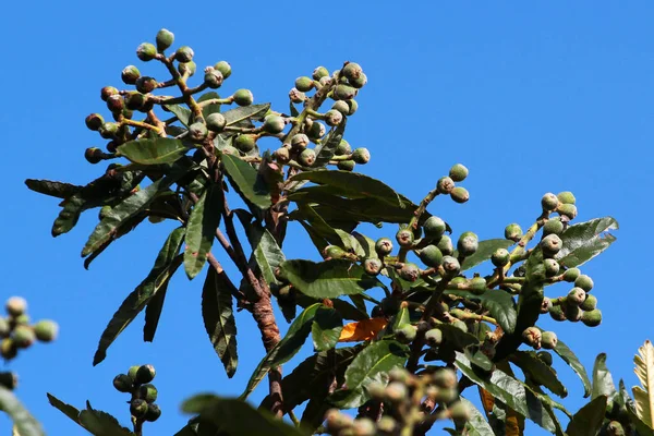 Mladé Nezralé Plody Japonského Lokvatu Eriobotrya Japonica Větvi — Stock fotografie
