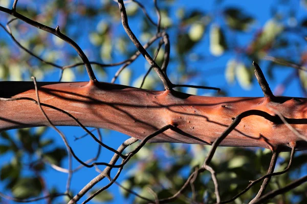 ギリシャのイチゴの木 または赤い幹と枝を持つArbutus Andrachne — ストック写真