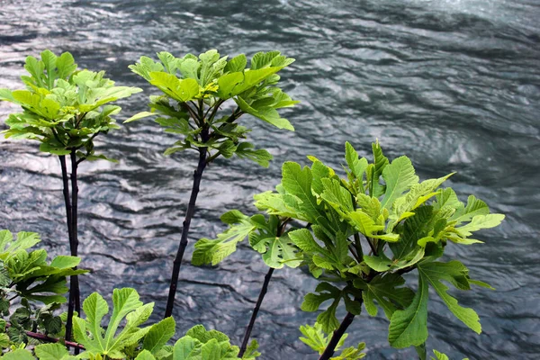 Daun Ara Hijau Cabang Dekat Sungai — Stok Foto