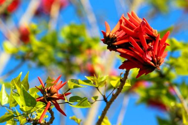 Hint mercan ağacı ya da ağaçtaki eritrina çeşitliliği çiçekleri