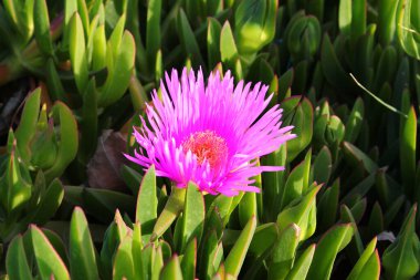 Ekşi incir ya da buz bitkisi, Carpobrotus edulis 'in mor çiçekleri 