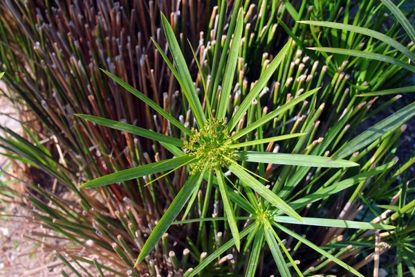 Umbrella Papyrus Cyperus Papyrus Outdoor Turkey — стоковое фото